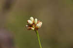 Arrowleaf tearthumb